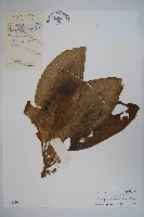 藏品(真序五膜草)的圖片