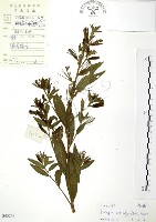 藏品(水丁香)的圖片