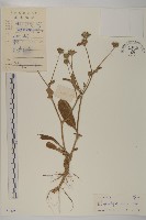 藏品(燈豎朽)的圖片