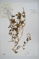 藏品(野莧菜)的圖片