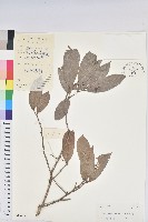 藏品(五月茶)的圖片