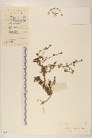 藏品(雞兒腸)的圖片