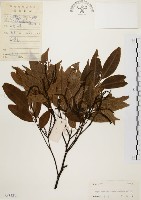 藏品(黃杞)的圖片