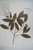 藏品(中華野獨活)的圖片