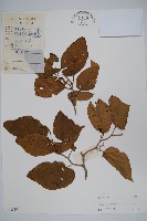 藏品(八角楓)的圖片