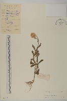 藏品(日本假蓬)的圖片