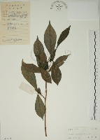 藏品(山黃梔)的圖片