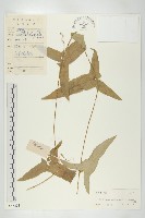 藏品(茅瓜)的圖片