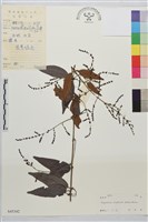 藏品(疏花雀梅藤)的圖片