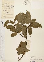 藏品(盤龍木、牛筋藤)的圖片