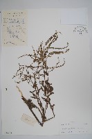 藏品(小花倒提壺)的圖片