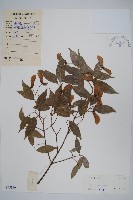 藏品(紅翅槭)的圖片