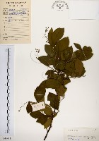 藏品(灰木)的圖片