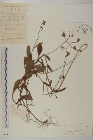 藏品(小葉一點紅)的圖片