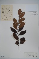 藏品(亮葉冬青)的圖片