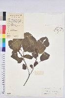 藏品(白臼)的圖片