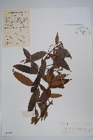 藏品(尖山橙)的圖片