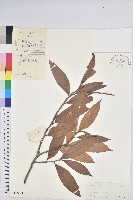 藏品(星刺栲、羅浮錐)的圖片