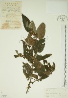 藏品(山黃麻)的圖片