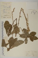 藏品(長穗兔兒風)的圖片