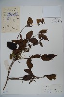 藏品(裡白忍冬、紅腺忍冬)的圖片