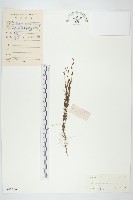 藏品(土丁桂)的圖片