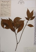 藏品(木荷)的圖片