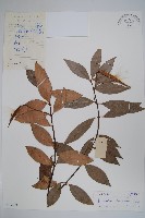 藏品(紅杜仲藤)的圖片