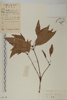 藏品(草珊瑚、紅果金粟蘭)的圖片