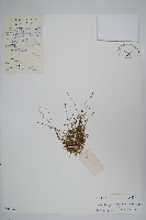 藏品(細葉蘭花參)的圖片