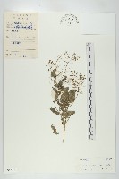 藏品(小葶藶)的圖片