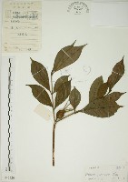 藏品(山黃梔)的圖片