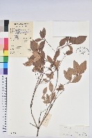 藏品(守城滿山紅、馬禮士杜鵑)的圖片