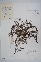 藏品(細纍子草)的圖片