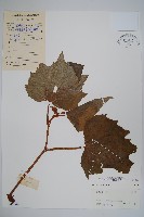 藏品(裂葉秋海棠)的圖片
