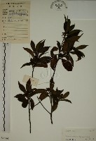 藏品(鈍齒鼠李)的圖片