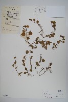 藏品(普剌特草)的圖片