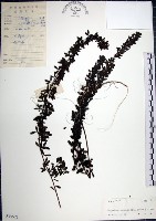 藏品(鐵掃帚、千里光)的圖片