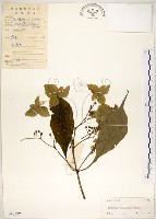 藏品(華八仙)的圖片