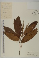 藏品(大葉山柳)的圖片