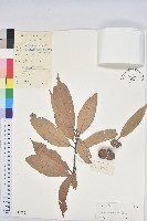 藏品(厚斗柯)的圖片
