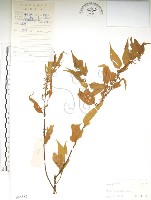 藏品(銳葉山黃麻)的圖片