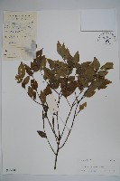 藏品(三花冬青)的圖片