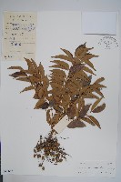 藏品(野漆、木臘樹)的圖片