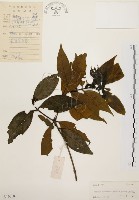 藏品(茜草樹)的圖片