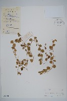 藏品(普剌特草)的圖片