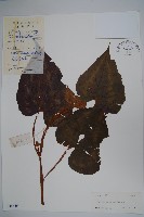 藏品(花葉秋海棠)的圖片