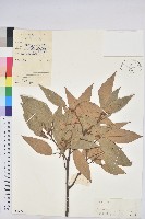 藏品(粗糠柴)的圖片