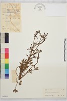 藏品(石龍芮)的圖片