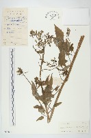 藏品(異葉黃鵪菜)的圖片